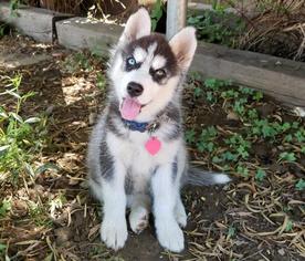 Siberian Husky Dogs for adoption in Parlier, CA, USA