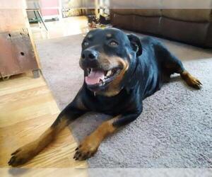Rottweiler Dogs for adoption in Catasauqua, PA, USA