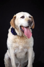 Labrador Retriever Dogs for adoption in Palos Verdes Peninsula, CA, USA