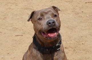 American Pit Bull Terrier-Chinese Shar-Pei Mix Dogs for adoption in La Quinta, CA, USA