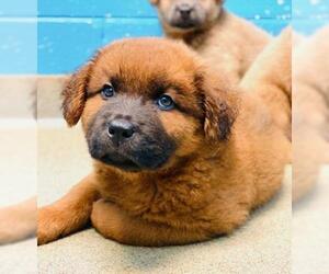 Chow Chow Dogs for adoption in Rocky Mount, VA, USA