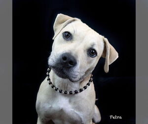 Staffordshire Bull Terrier-Unknown Mix Dogs for adoption in Hot Springs Village, AR, USA