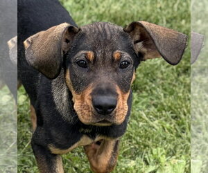 Mutt Dogs for adoption in Jefferson, WI, USA