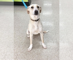 Labrador Retriever-Unknown Mix Dogs for adoption in Royal Oak, MI, USA
