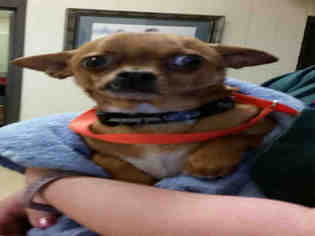 Chihuahua Dogs for adoption in Ogden, UT, USA