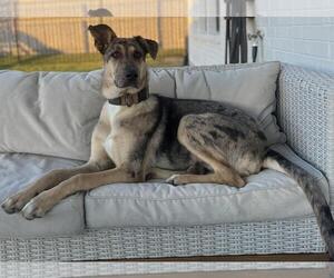 German Shepherd Dog-Great Dane Mix Dogs for adoption in Rockwall, TX, USA