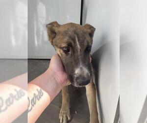 German Shepherd Dog Dogs for adoption in Stockton, CA, USA