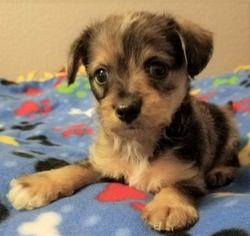 Medium Photo #1 Dachshund-Unknown Mix Puppy For Sale in Olalla, WA, USA