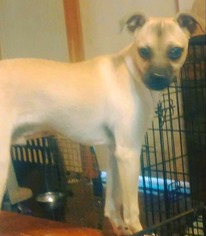 Chug Dogs for adoption in Bertram, TX, USA