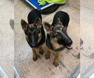 German Shepherd Dog Dogs for adoption in Martinsburg, WV, USA