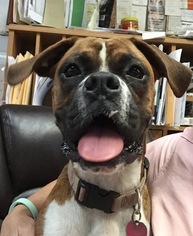 Boxer Dogs for adoption in Northport, AL, USA