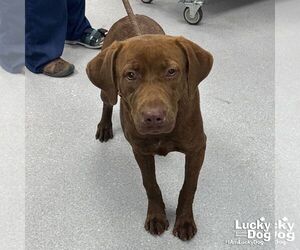 Labrador Retriever-Unknown Mix Dogs for adoption in Washington, DC, USA