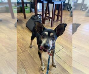 Miniature Pinscher Dogs for adoption in Candler, NC, USA