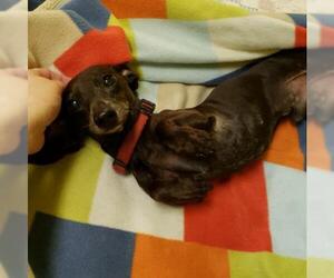 Dachshund Dogs for adoption in FAIRLAWN, OH, USA
