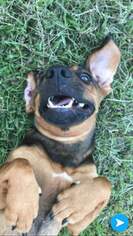Basschshund Dogs for adoption in Pawtucket, RI, USA