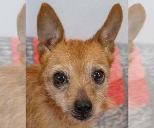 Chihuahua Dogs for adoption in Kennesaw, GA, USA