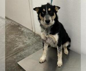 Aussie Siberian Dogs for adoption in Rosenberg, TX, USA