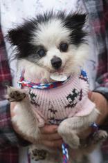 Pomeranian Dogs for adoption in Johnson City, TN, USA