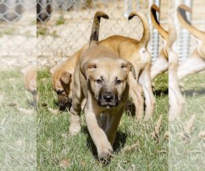 Mutt Dogs for adoption in Estherville, IA, USA
