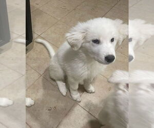 Great Pyrenees-Huskies Mix Dogs for adoption in McKinney, TX, USA