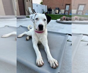 Dalmatian Dogs for adoption in Salt Lake City, UT, USA