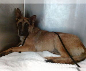 German Shepherd Dog Dogs for adoption in Downey, CA, USA