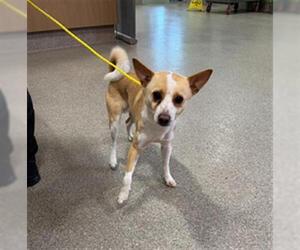 Chihuahua-Unknown Mix Dogs for adoption in Louisville, KY, USA