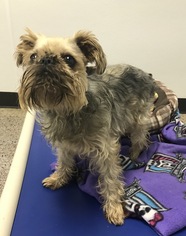 Brussels Griffon Dogs for adoption in Raytown, MO, USA