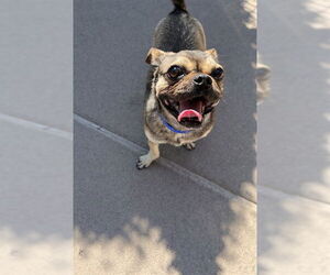 Pug-Unknown Mix Dogs for adoption in Chula Vista, CA, USA