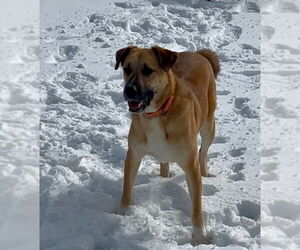 Anatolian Shepherd-Unknown Mix Dogs for adoption in Woodbury, NY, USA