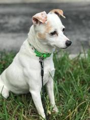 Rat-Cha Dogs for adoption in Fort Lauderdale, FL, USA
