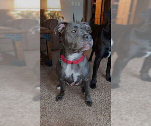 American Pit Bull Terrier-Unknown Mix Dogs for adoption in Princeton, MN, USA