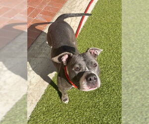 American Pit Bull Terrier Dogs for adoption in Derwood, MD, USA
