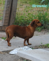 Medium Photo #1 Dachshund Puppy For Sale in Junction, TX, USA