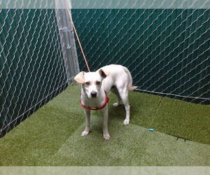 Chihuahua-Unknown Mix Dogs for adoption in Downey, CA, USA