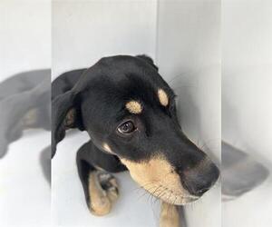 Rottweiler-Unknown Mix Dogs for adoption in Houston, TX, USA