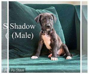 German Shepherd Dog-Great Dane Mix Dogs for adoption in Bullard, TX, USA
