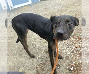 American Pit Bull Terrier-Unknown Mix Dogs for adoption in Long Beach, CA, USA