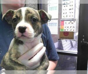 American Pit Bull Terrier-Unknown Mix Dogs for adoption in Tulsa, OK, USA