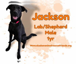 Labrador Retriever-Unknown Mix Dogs for adoption in Anchorage, AK, USA