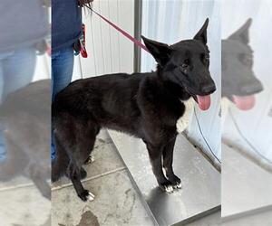 Labrador Retriever-Unknown Mix Dogs for adoption in Bakersfield, CA, USA