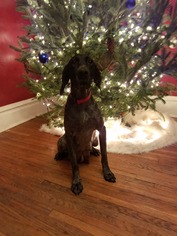 German Shorthaired Pointer Dogs for adoption in Mechanicsburg, PA, USA