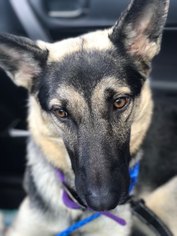 German Shepherd Dog Dogs for adoption in Lithia, FL, USA