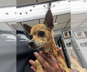 Chihuahua Dogs for adoption in Stockton, CA, USA