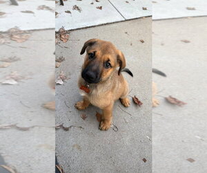 German Shepherd Dog Dogs for adoption in Minneapolis, MN, USA