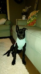 Labrador Retriever-Unknown Mix Dogs for adoption in Baton Rouge, LA, USA