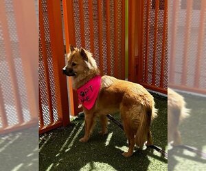 Chow Chow-Golden Retriever Mix Dogs for adoption in Las Vegas, NV, USA