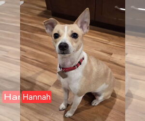 Medium Photo #2 Jack-Rat Terrier Puppy For Sale in Oakhurst, NJ, USA