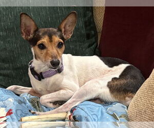 Fox Terrier (Toy)-Unknown Mix Dogs for adoption in St. Louis Park, MN, USA