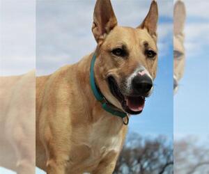 American Staffordshire Terrier-German Shepherd Dog Mix Dogs for adoption in Lovingston, VA, USA